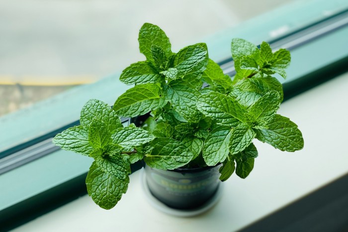A potted indoor mint plant