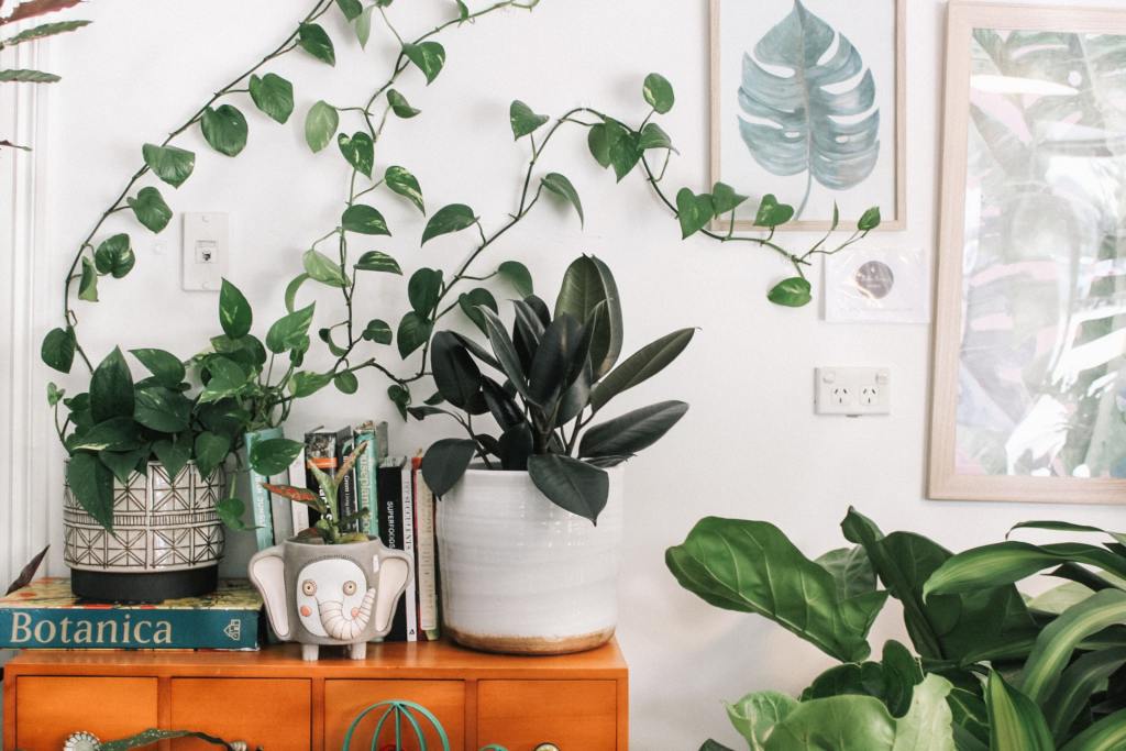 Indoor plant collection