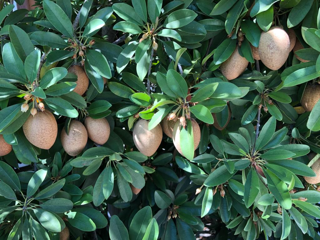 Kiwis growing on a vine