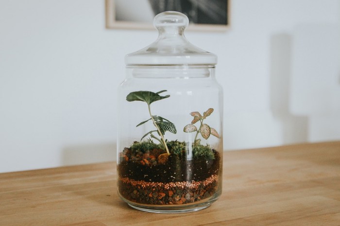 A small plant in a jar