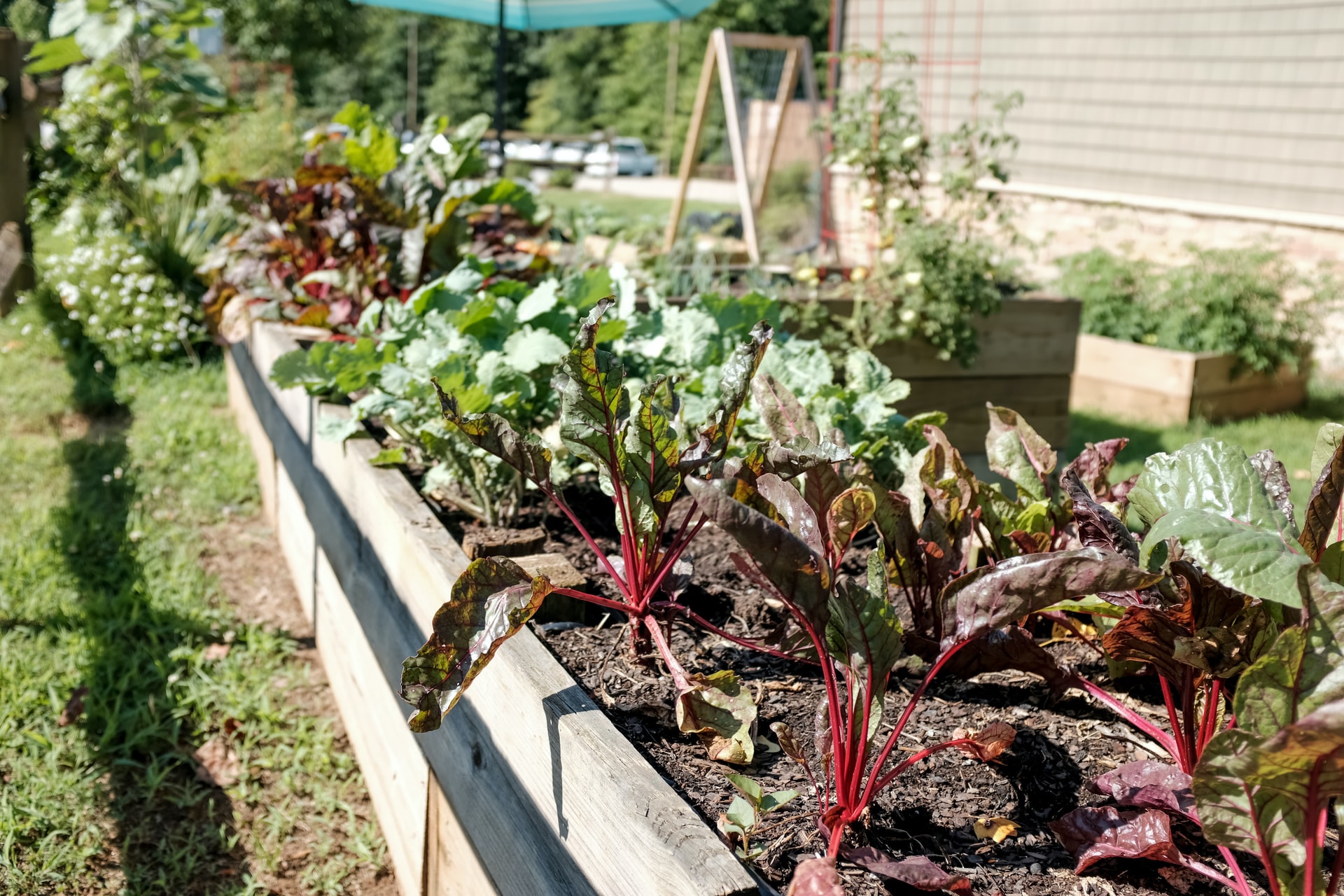 growing swiss chard at home