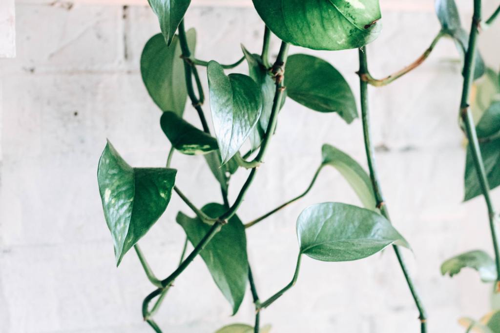 Hanging pothos plant