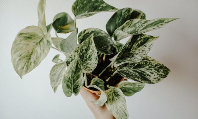 golden pothos plant