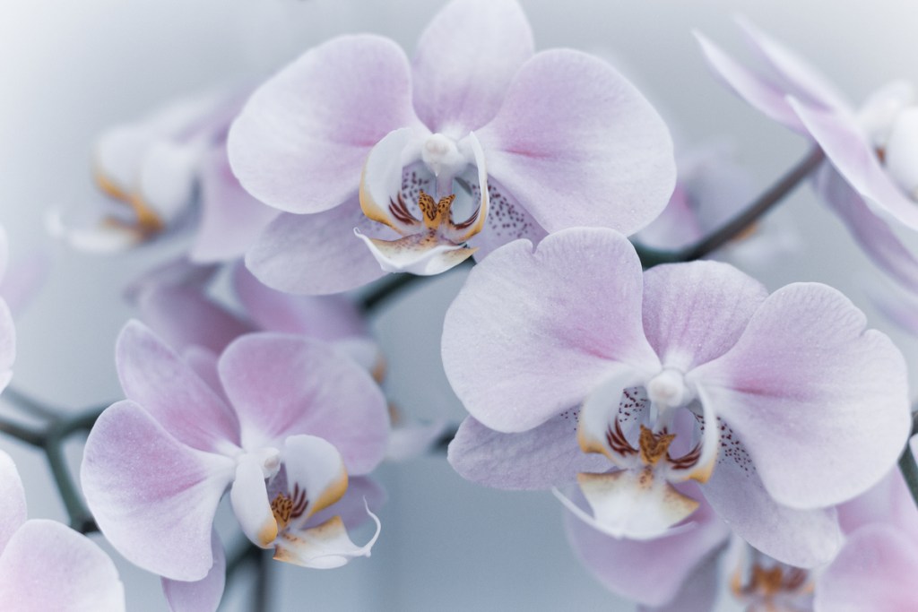 Light purple orchid