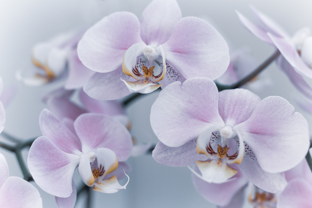 A close-up of light purple orchid blooms