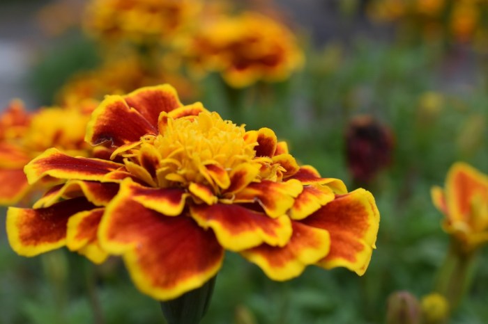 A close-up shot of a marigold bloom