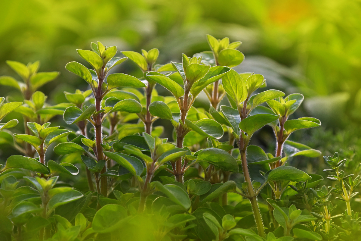 Marjoram plant