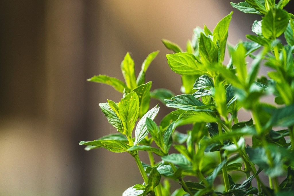 Growing sprigs of mint leaves