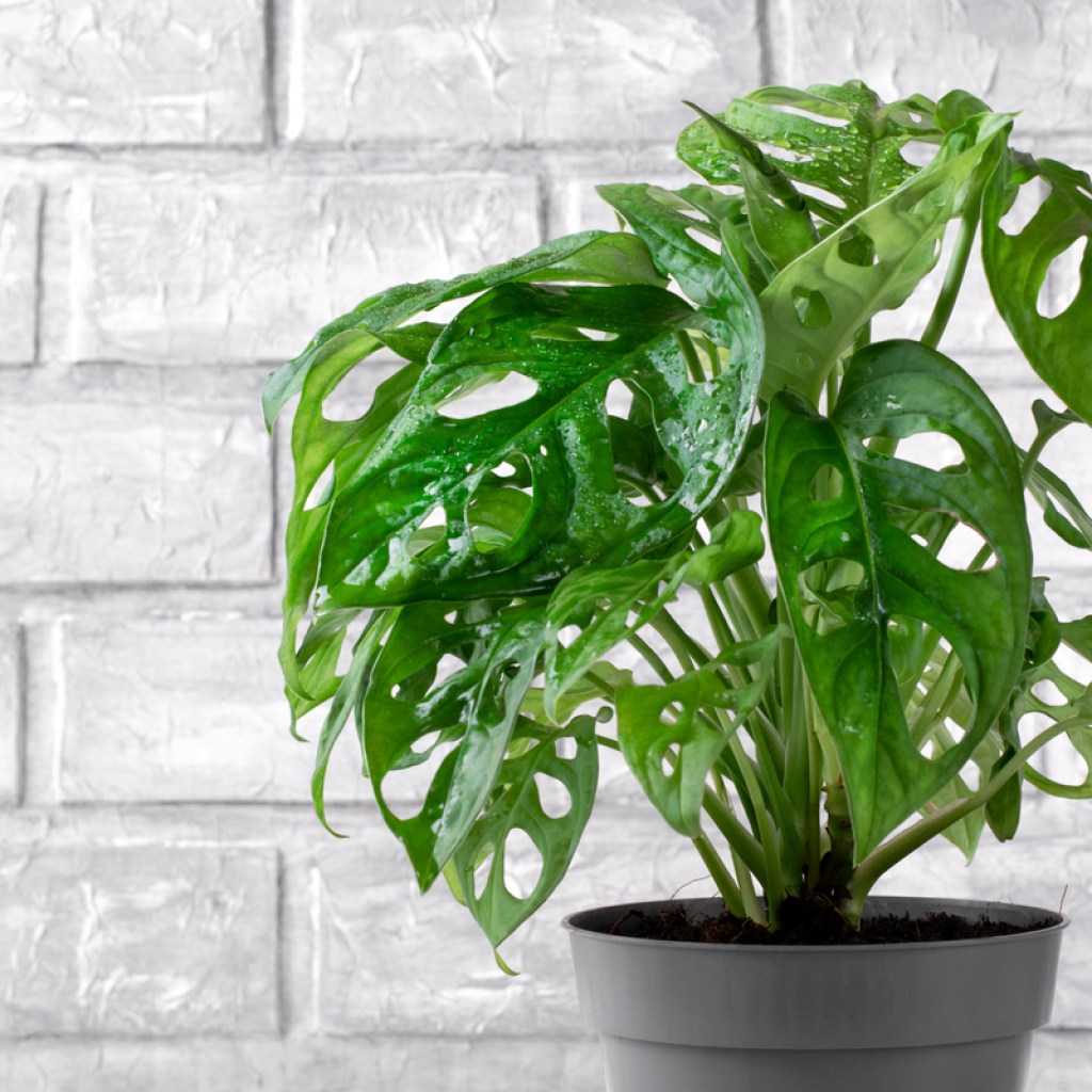 Monstera adansonii