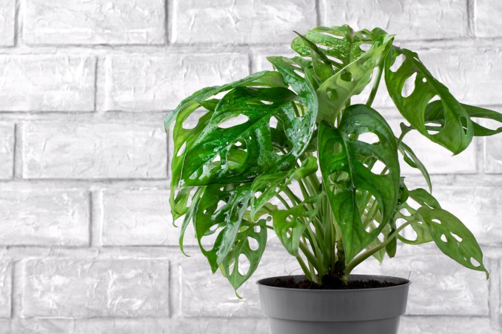 Monstera adansonii