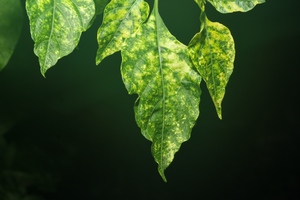 Mosaic virus pattern on leaves