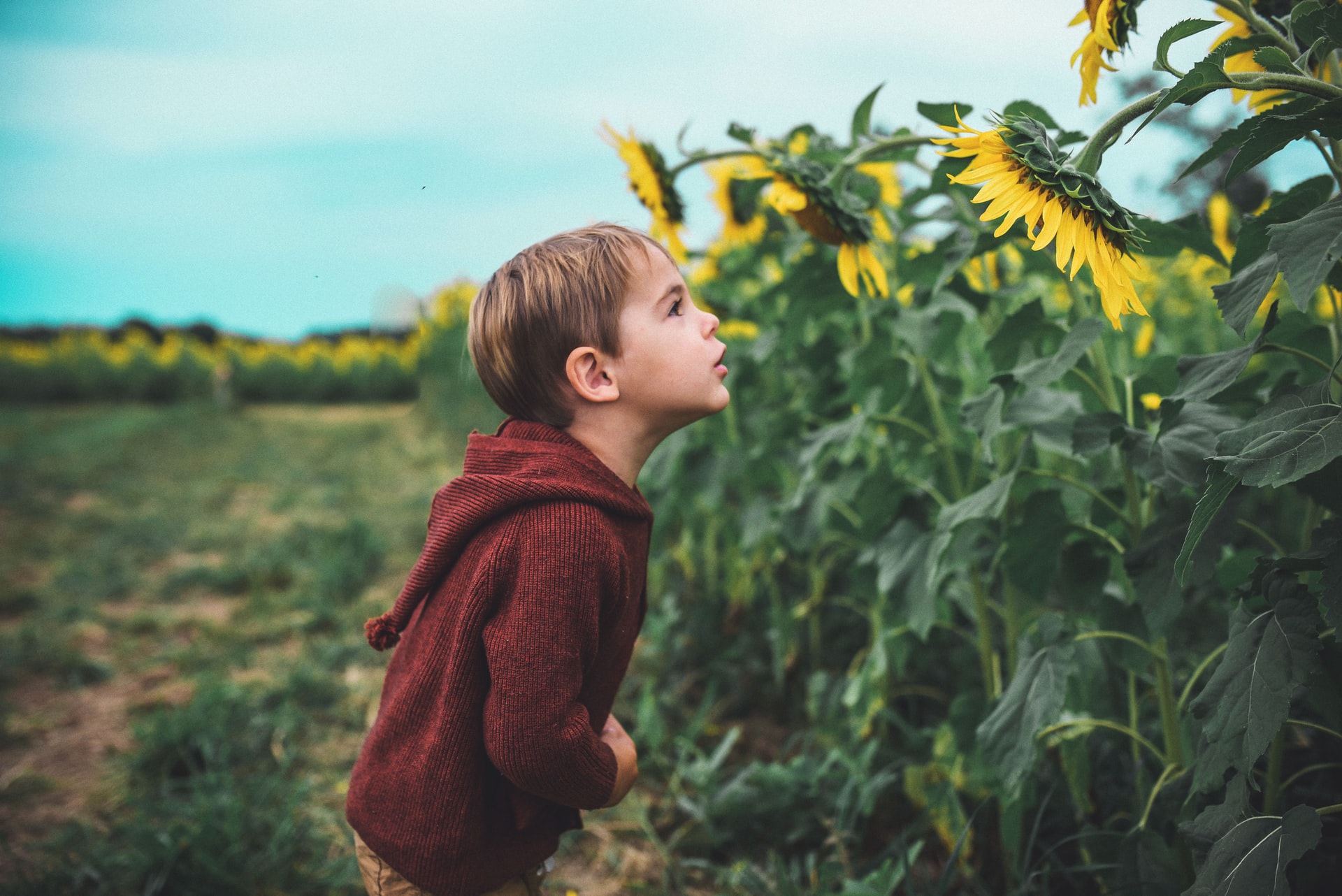 little boy with sunflowers