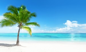 Palm tree on a beach
