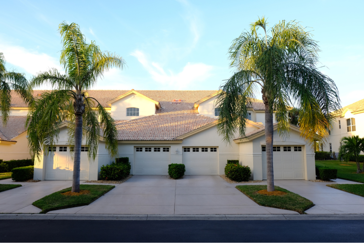  What you need to know about palm tree care and maintenance