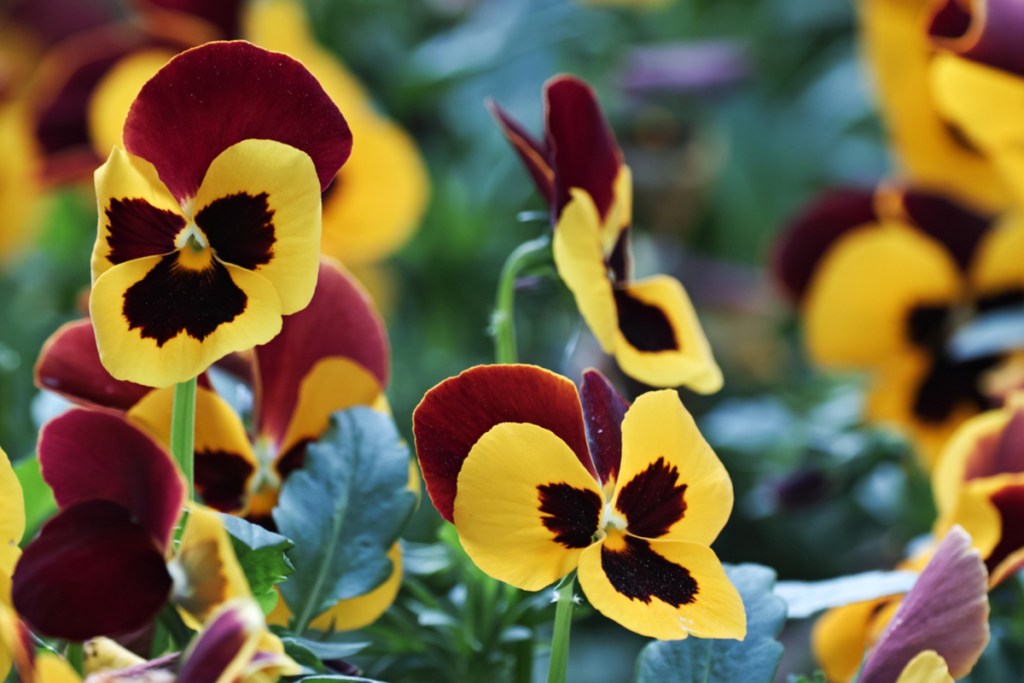 Pansy flowers