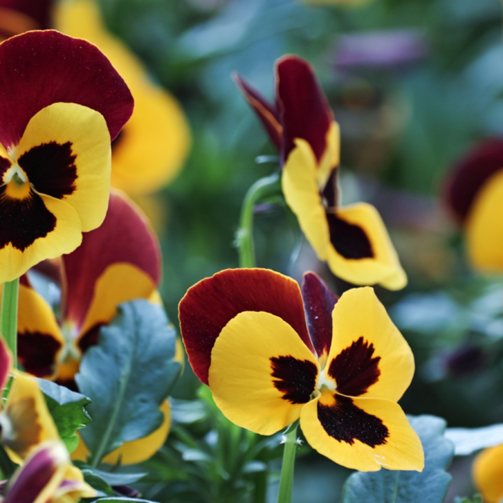 Pansy or viola flowers