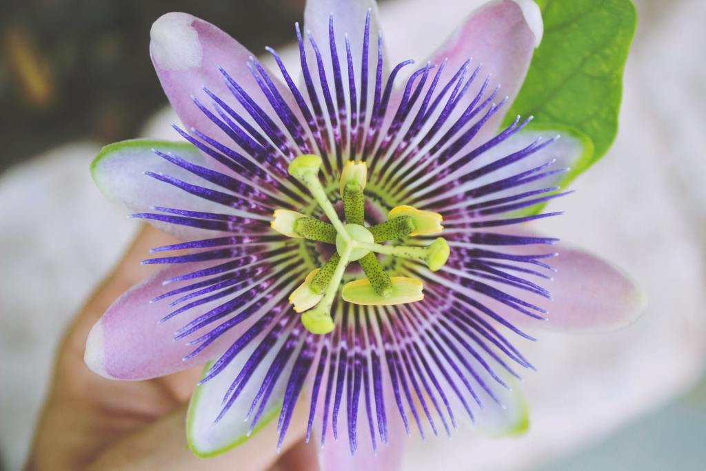 Passion flower plant closeup