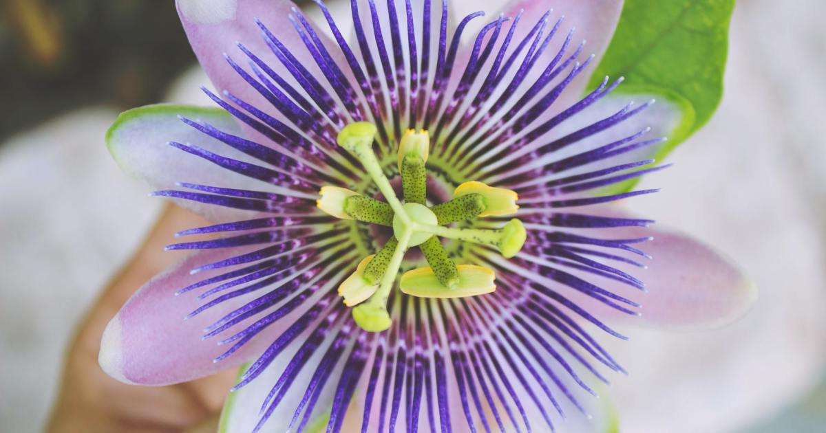 How to grow a passion flower plant indoors HappySprout