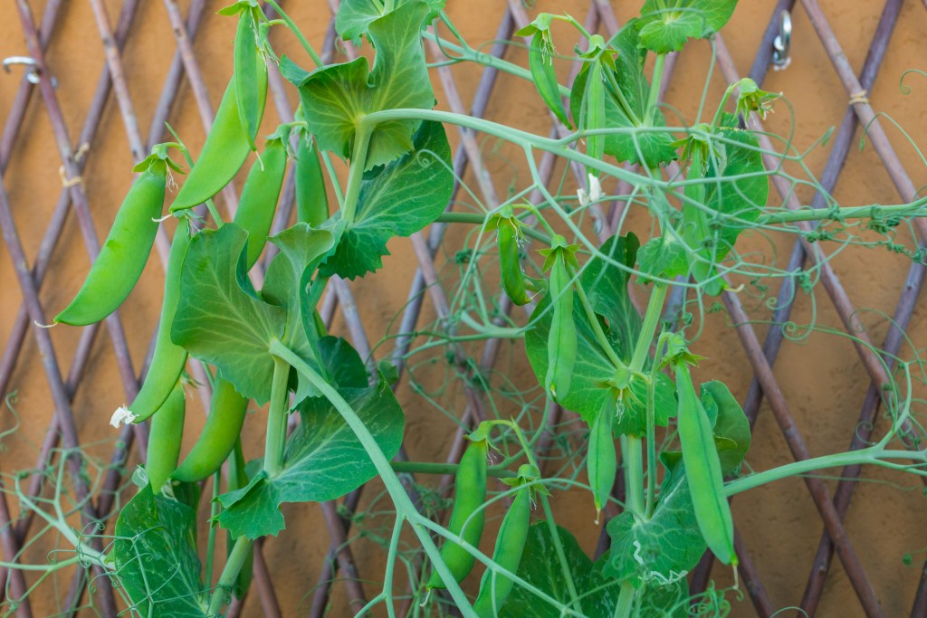 Green pea plants climbing a trellis