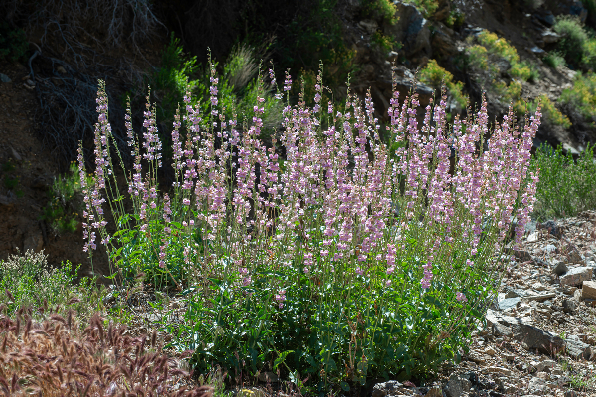 penstemon plant in bloom