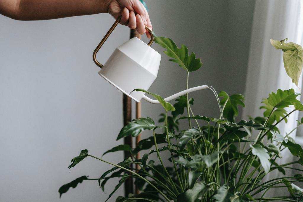 Person watering plants