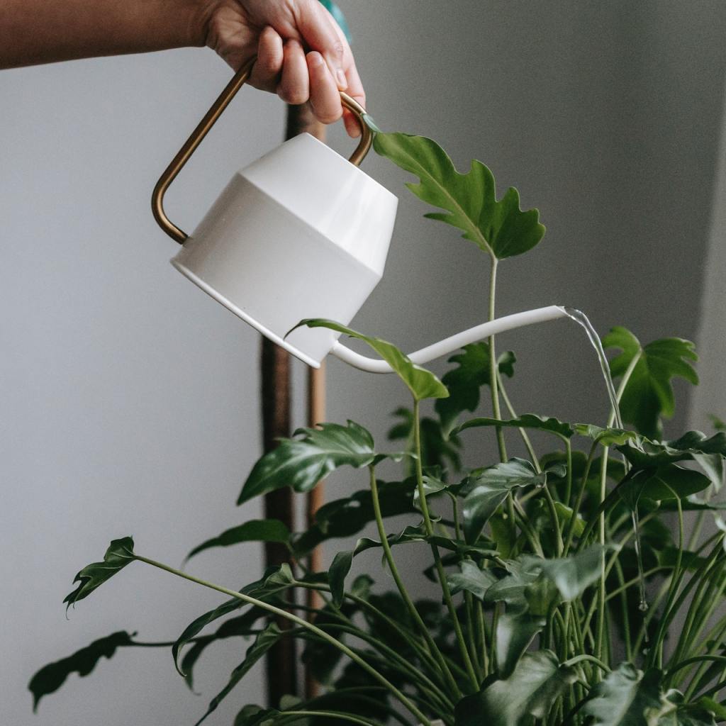 Person watering plants