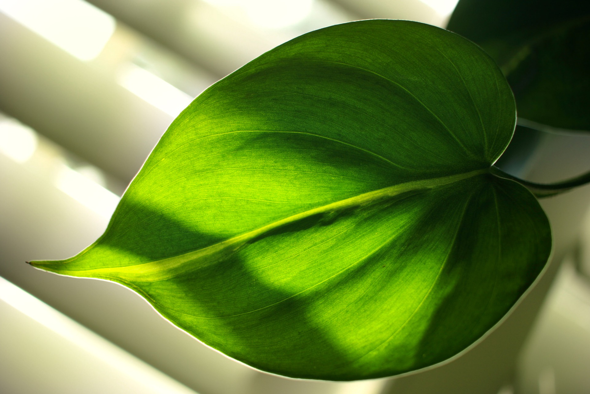 Philodendron heartleaf