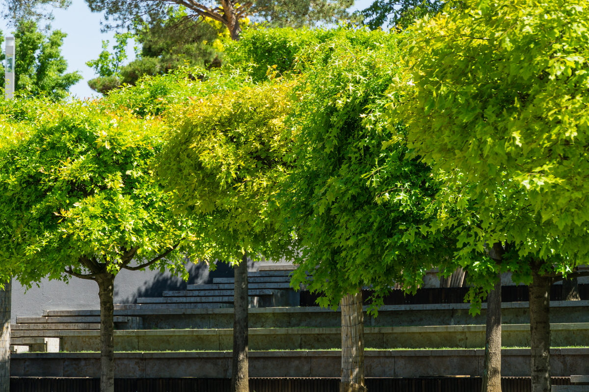 A line of young pin oaks