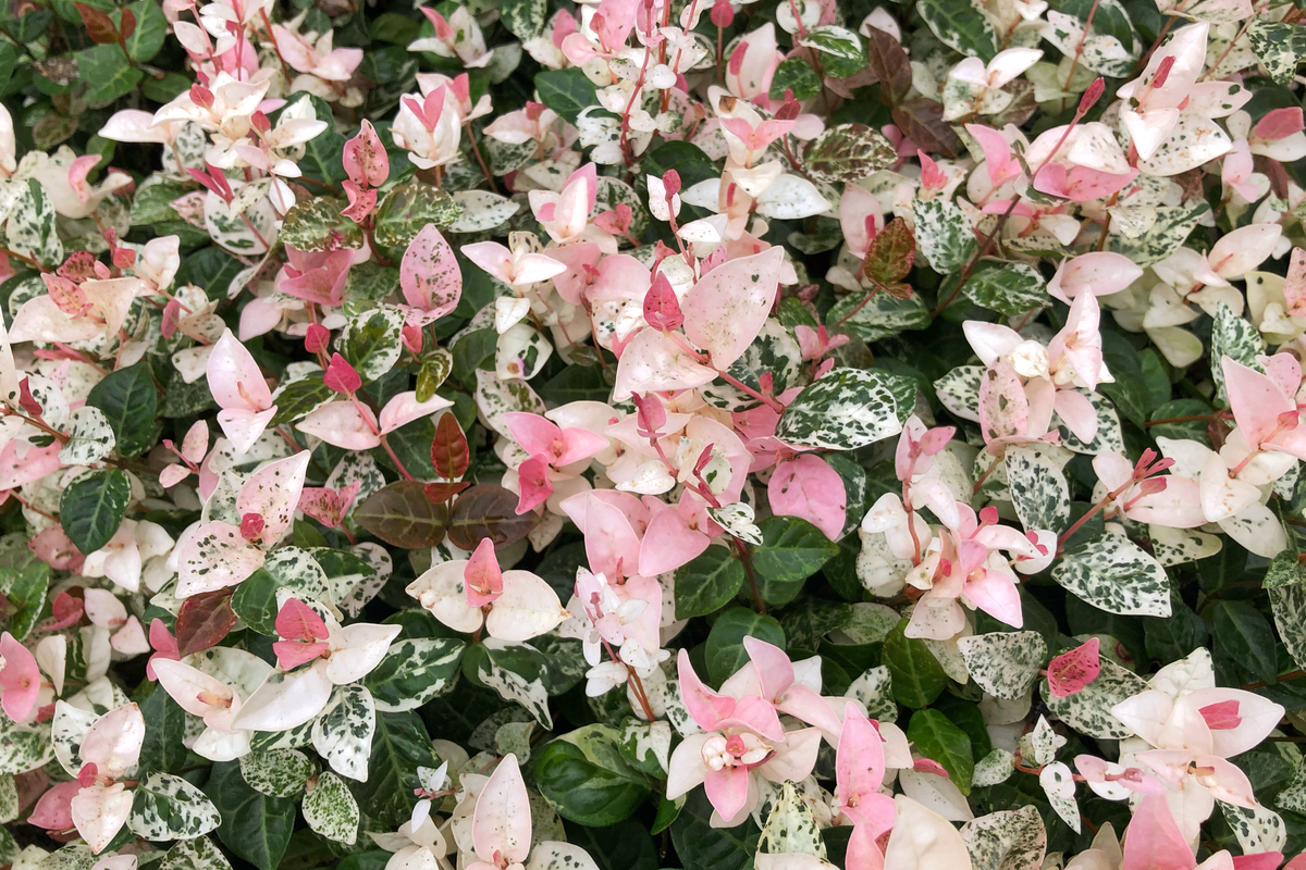 snow n summer asiatic jasmine