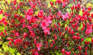 An azalea bush with pink flowers