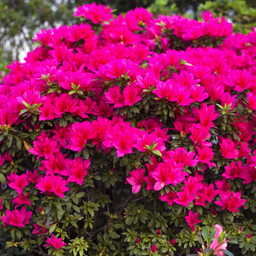A bush of bright pink azaleas