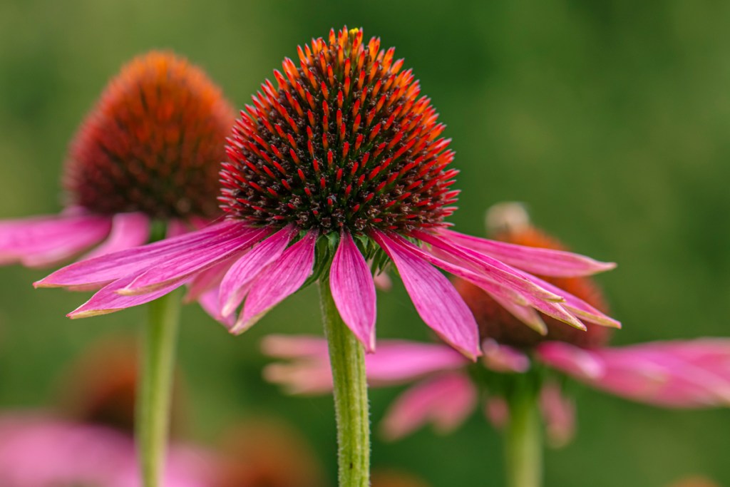A close-up of pink coneflower blooms