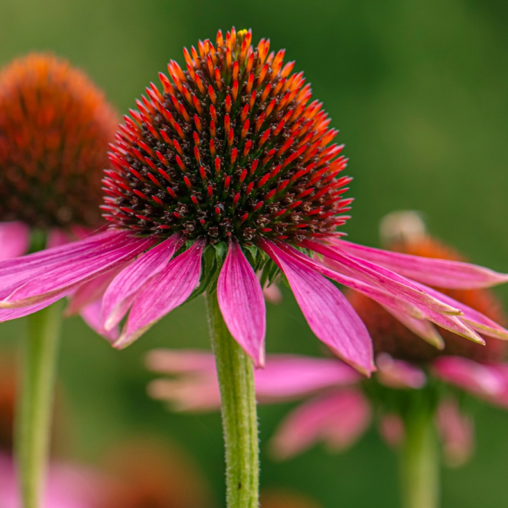 A close-up of pink coneflower blooms