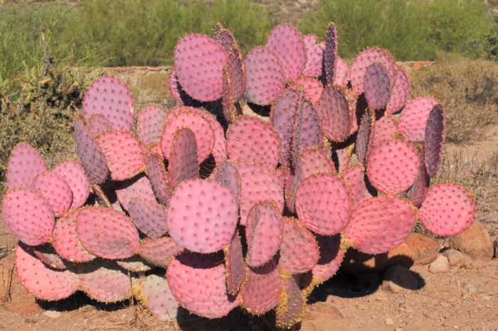 pink prickly pear