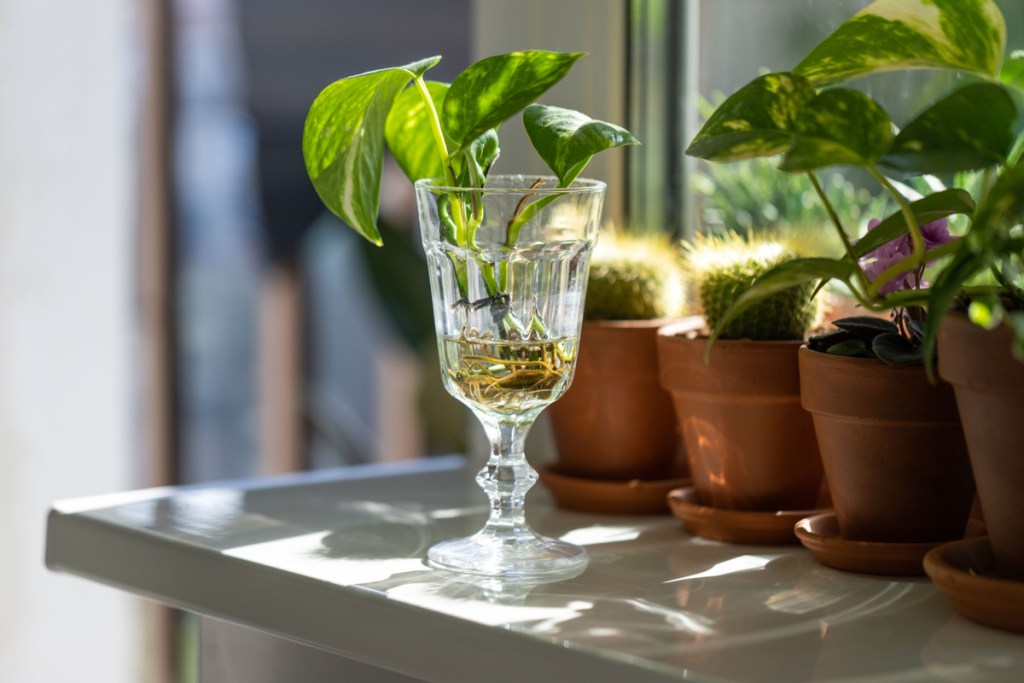 Golden pothos cutting rooting in a glass