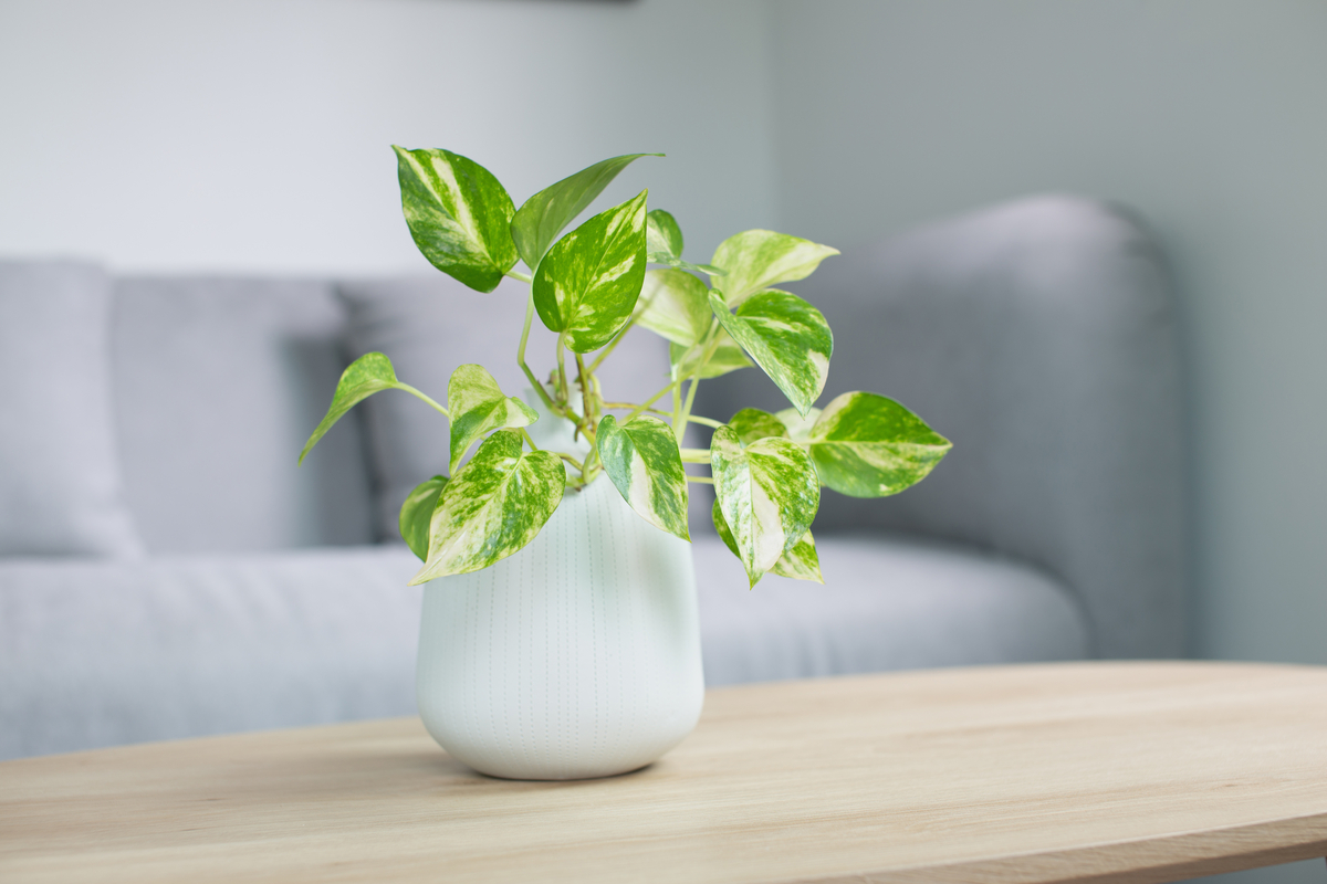 Golden pothos growing in a white jar