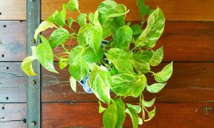 A golden pothos hanging in a container on a wooden wall