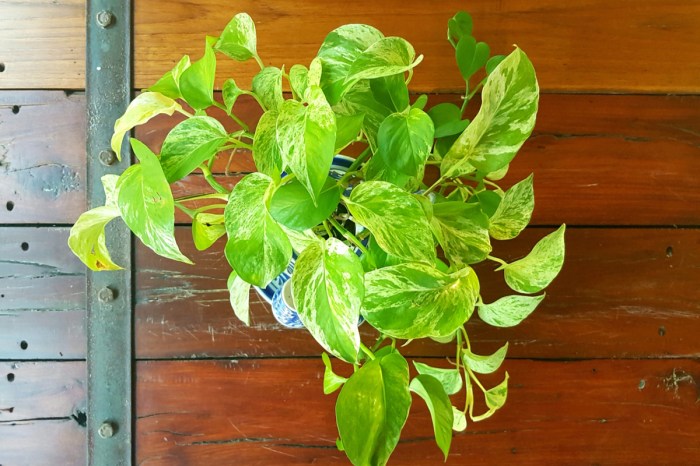 A golden pothos hanging in a container on a wooden wall