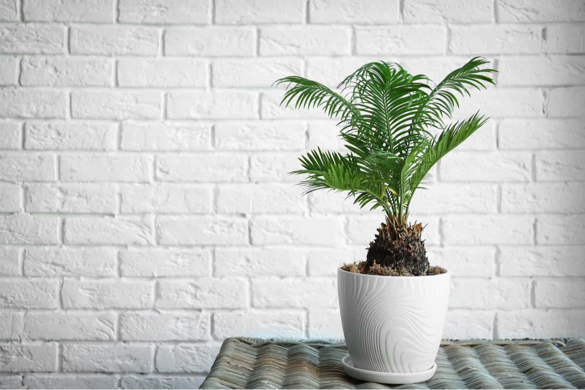 How to care for your indoor sago palm plant HappySprout