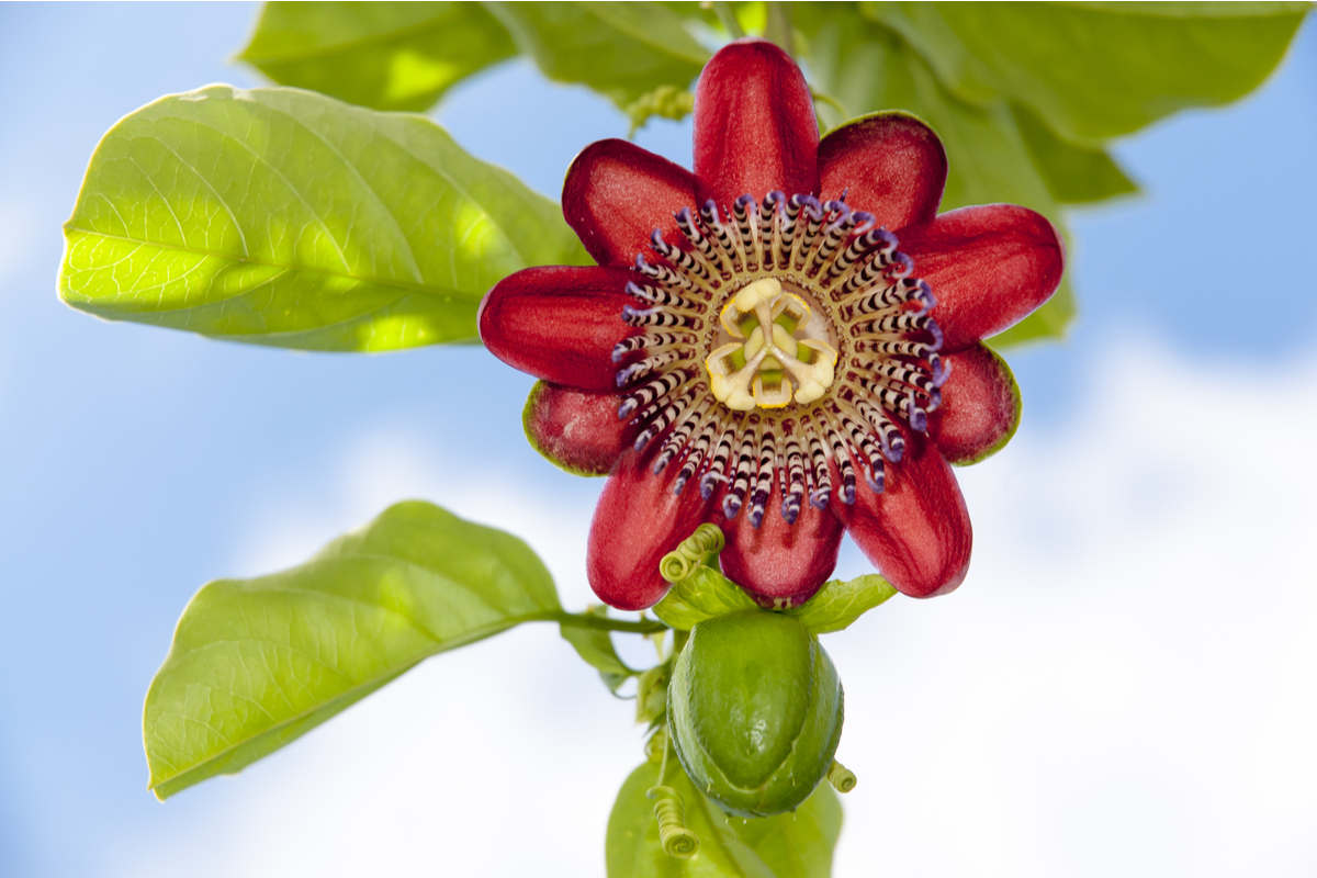 A red passion flower bloom