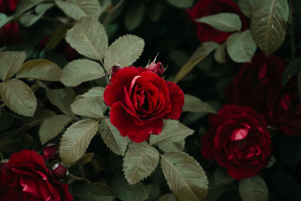 Red roses blooming