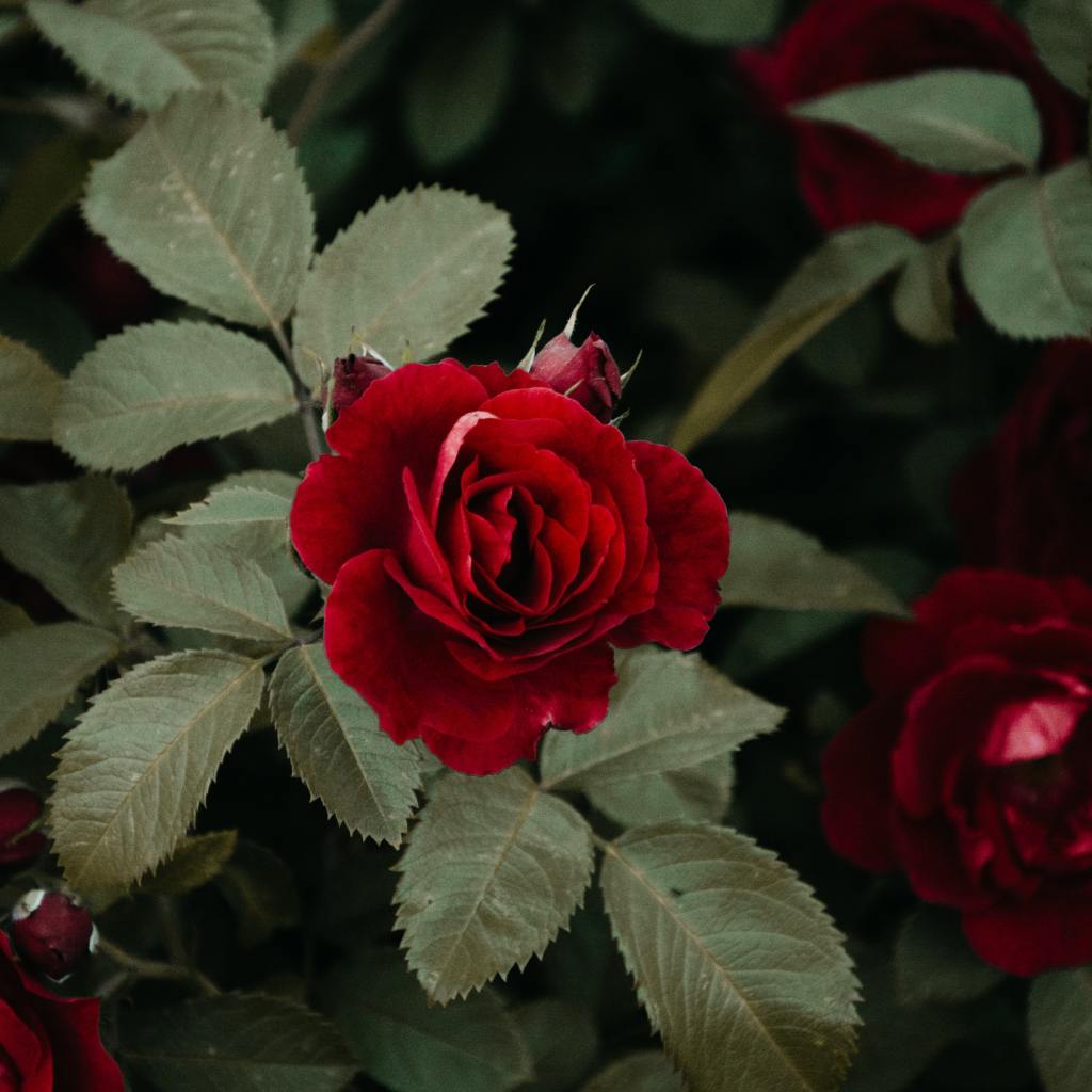Red roses blooming