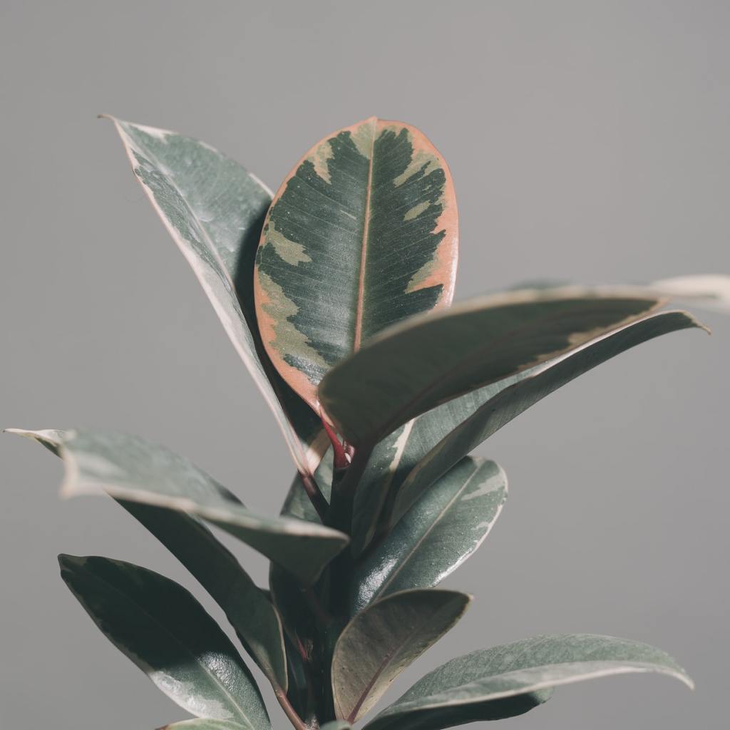 Rubber plant