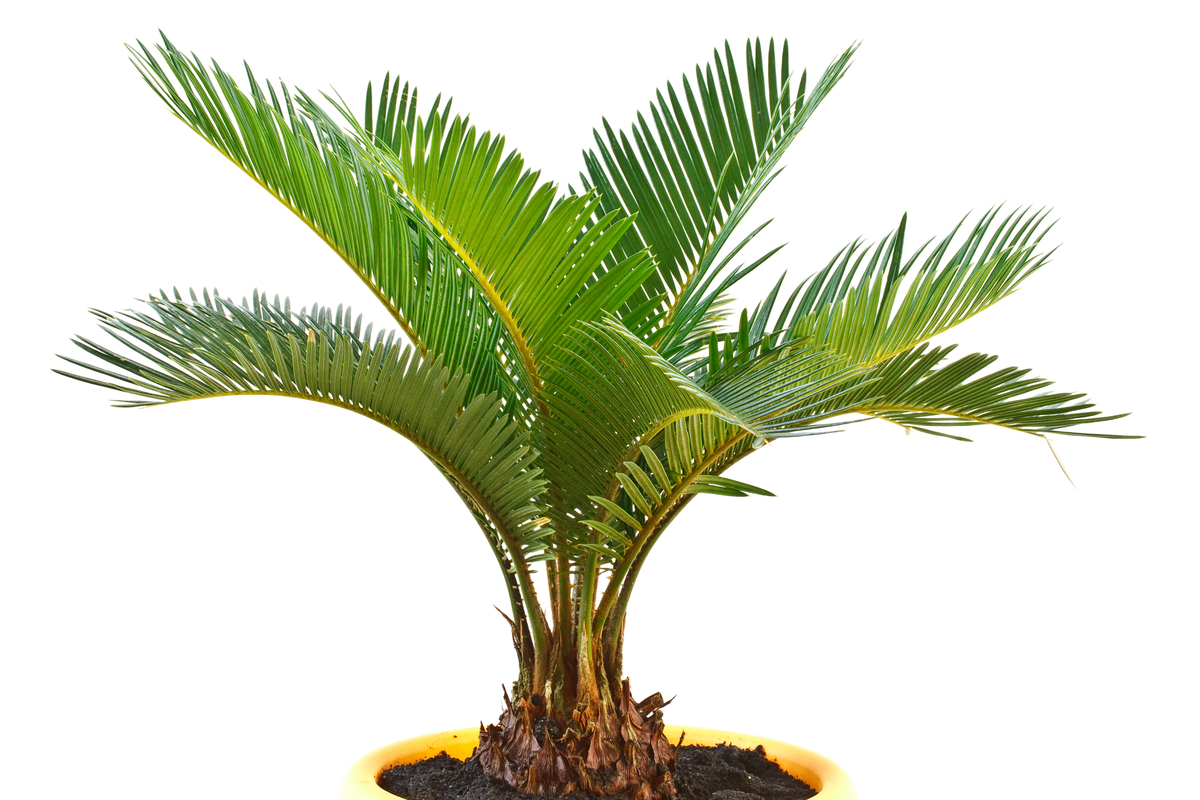 Your complete sago palm maintenance guide