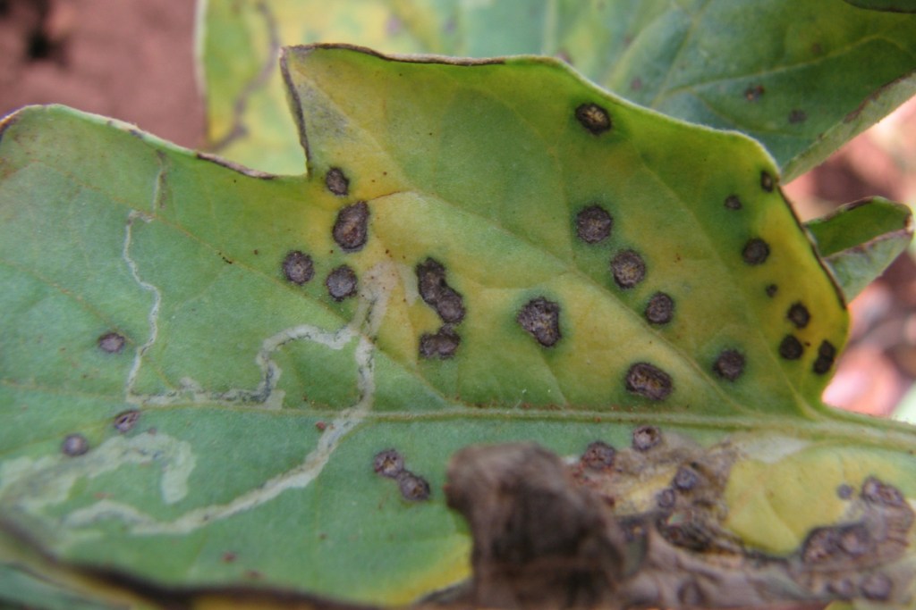 A tomato plant infected with septoria leaf spot
