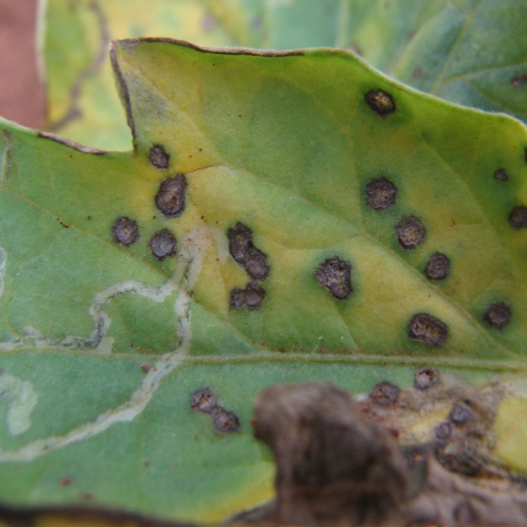 A tomato plant infected with septoria leaf spot