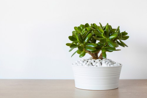 A small jade plant in a white pot