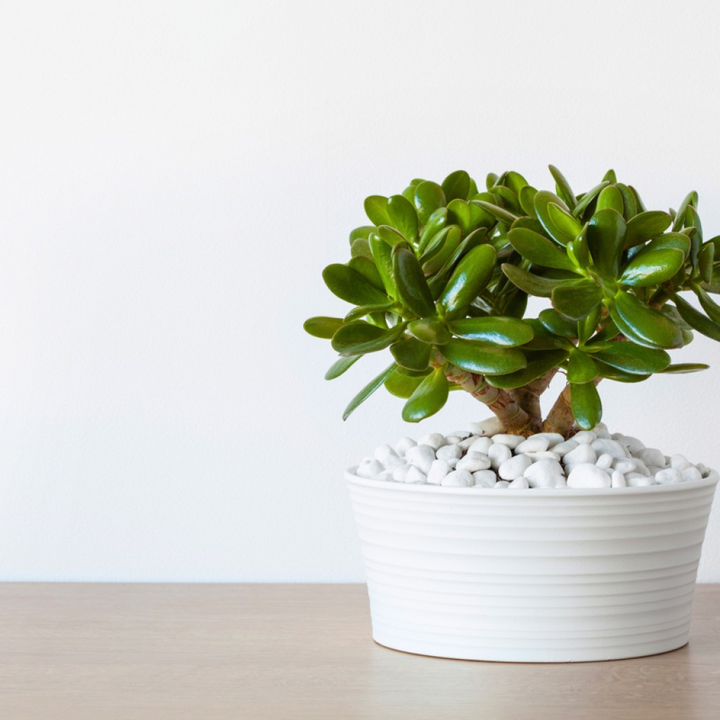 A small jade plant in a white pot