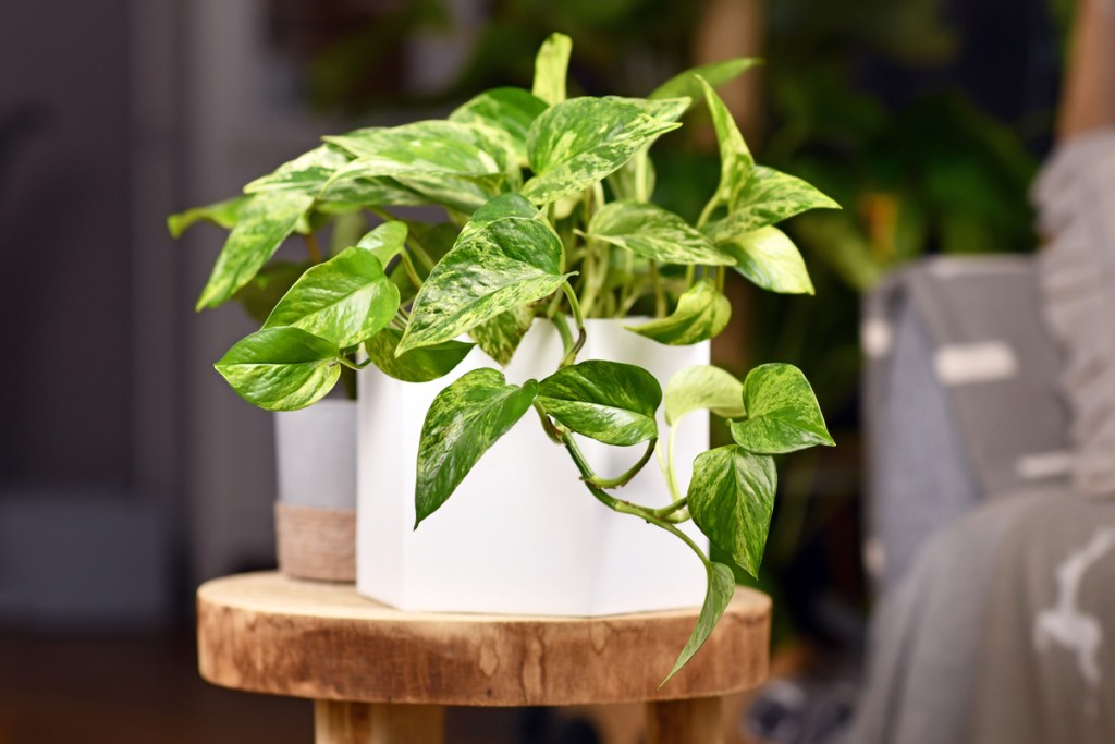 A small pothos in a white pot