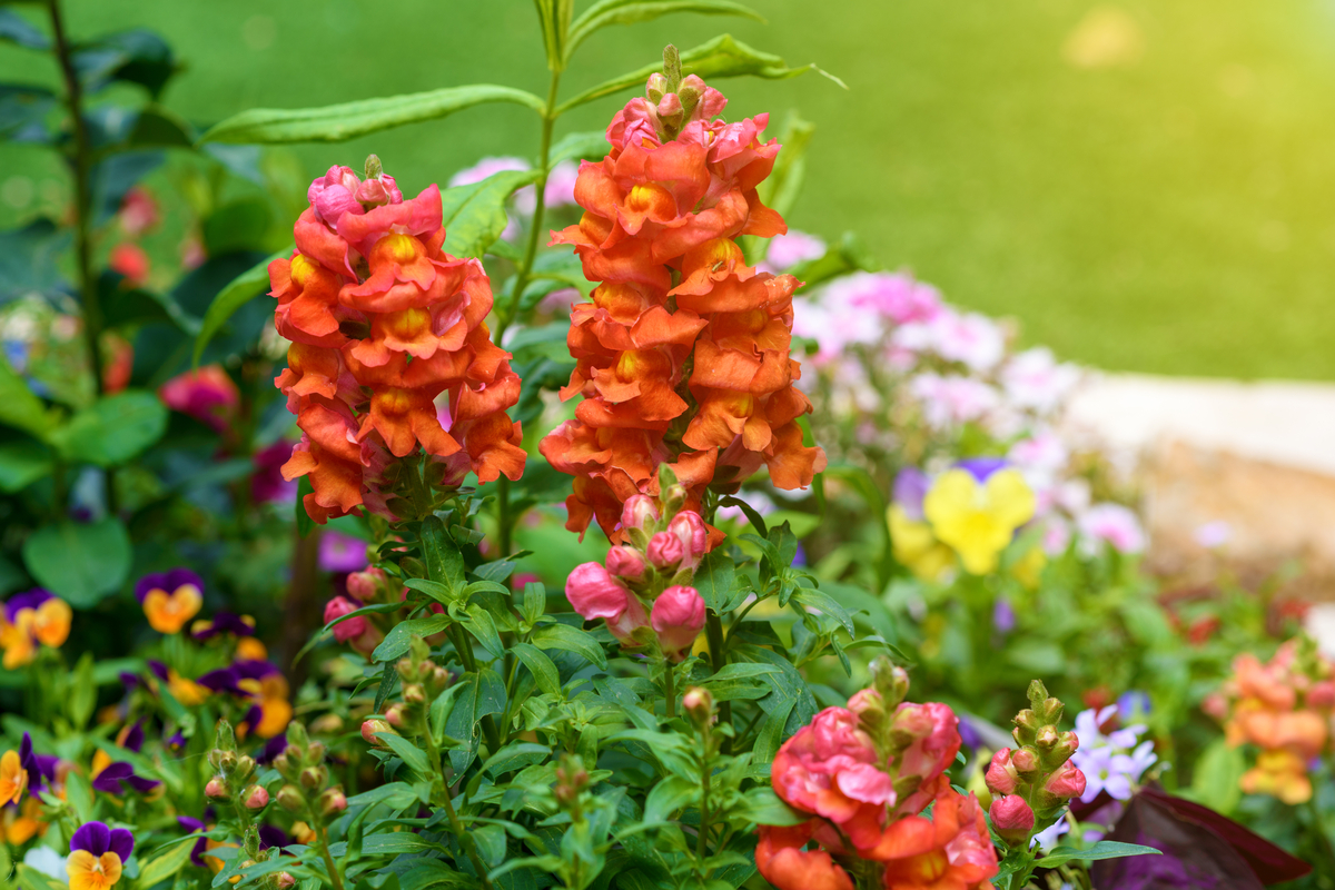 Snapdragon flowers